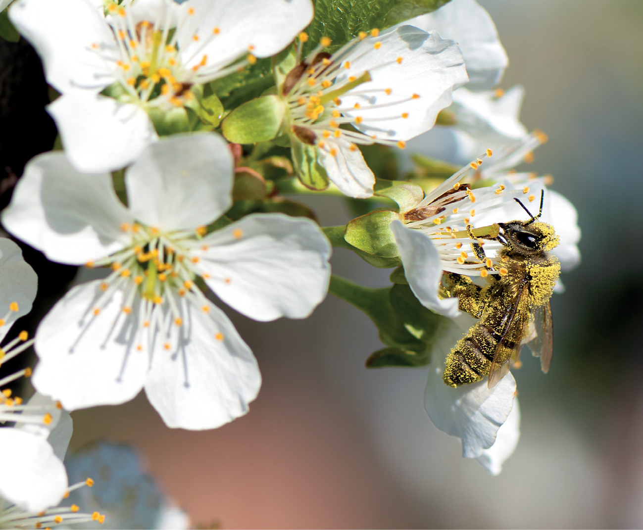pasieka24.pl - Pszczelarskie fakty i mity