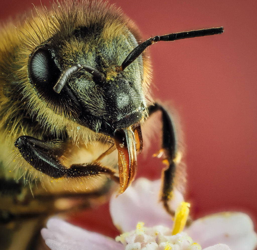 pasieka24.pl - Pszczelarskie fakty i mity