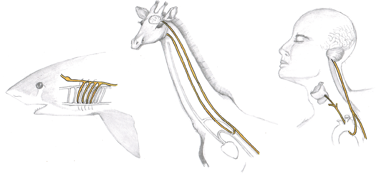 pasieka24.pl - Pszczelarskie fakty i mity