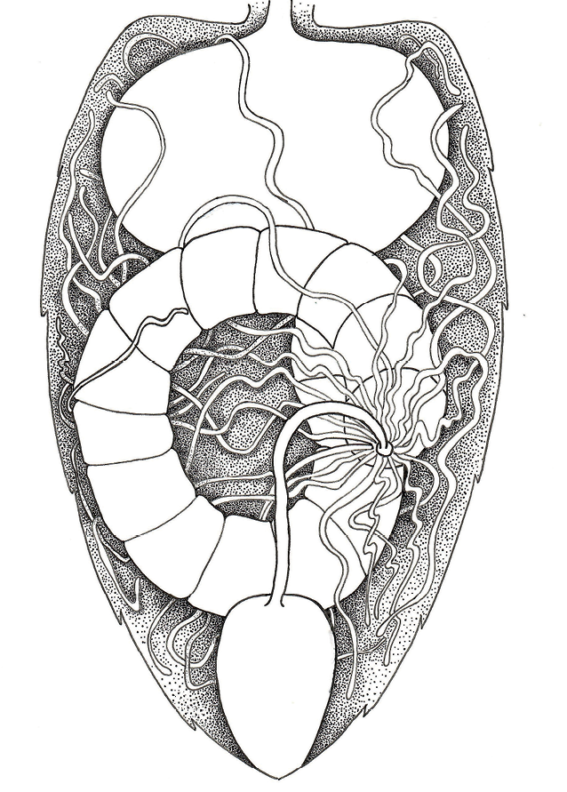 pasieka24.pl - Pszczelarskie fakty i mity