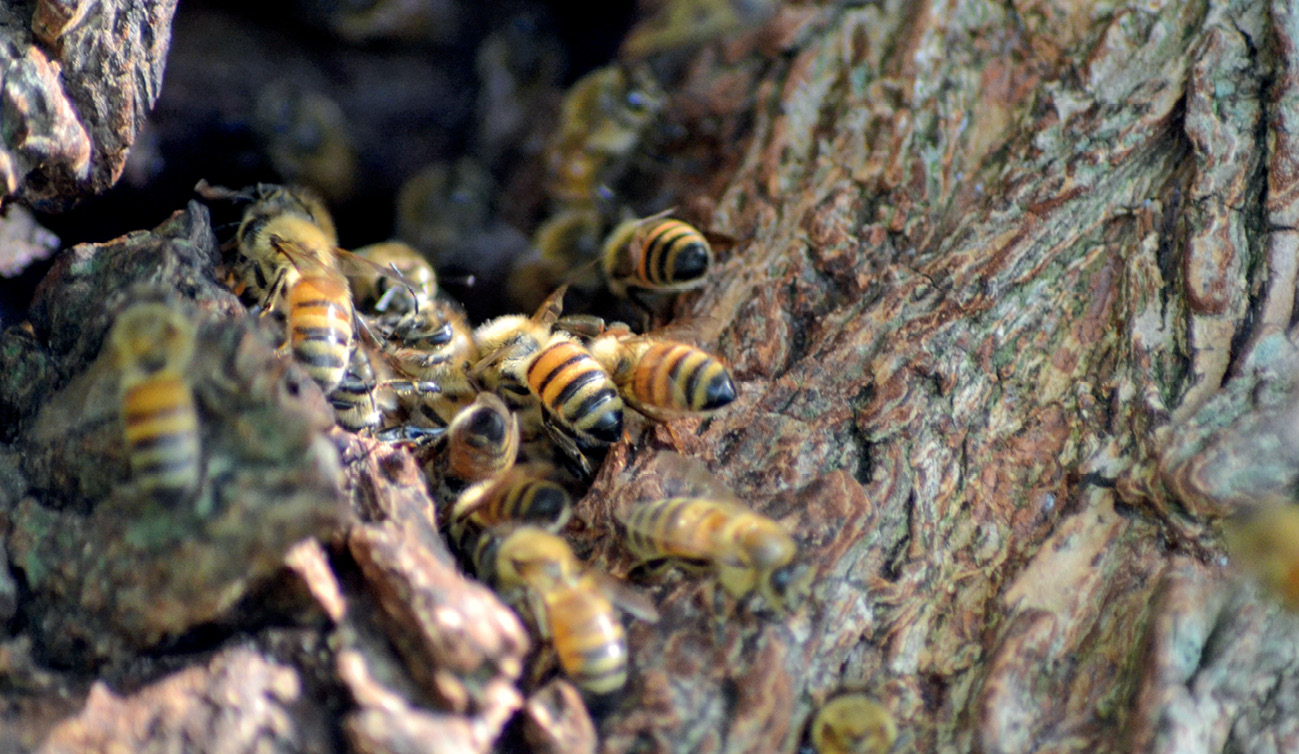 pasieka24.pl - Pszczelarskie fakty i mity