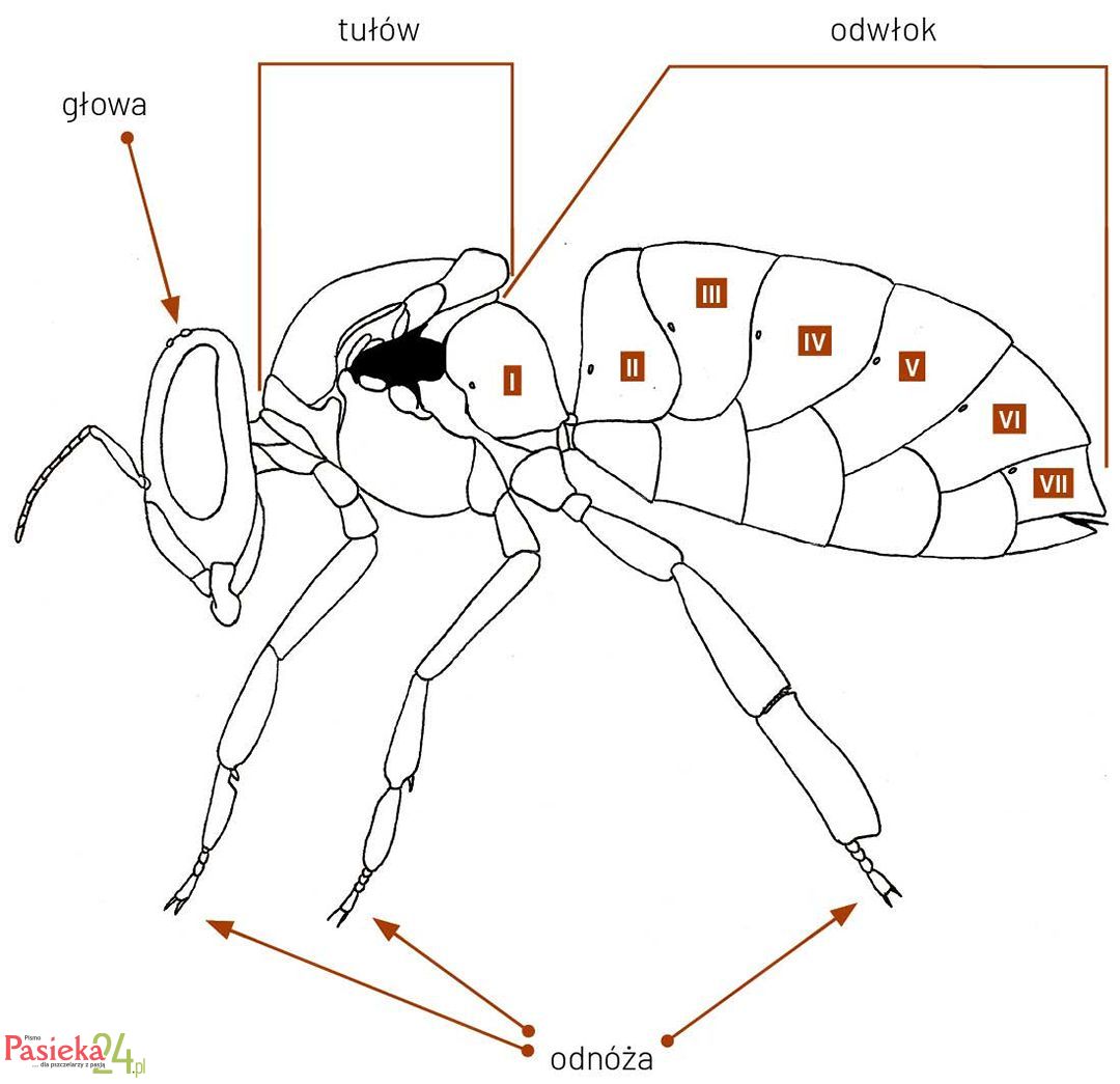 Anatomia pszczoły