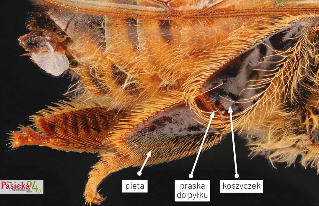 Anatomia pszczoły
