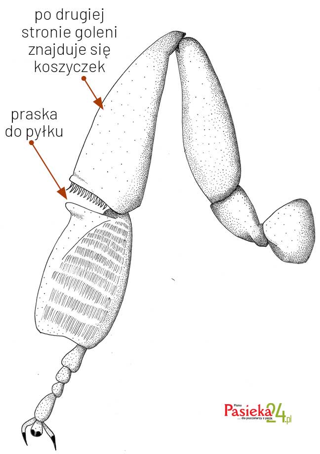 Anatomia pszczoły