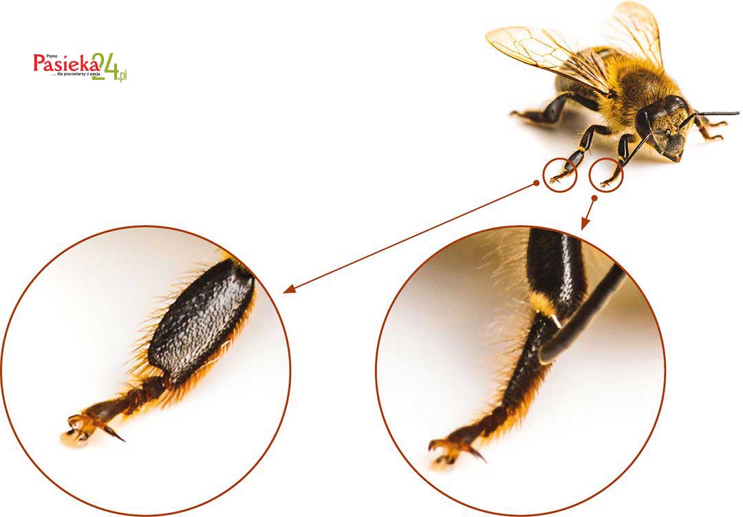 Anatomia pszczoły