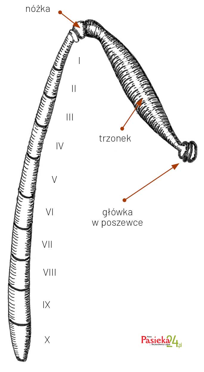 Anatomia pszczoły