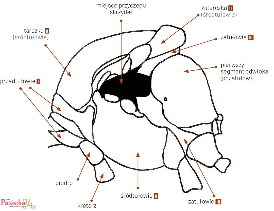 Anatomia pszczoły