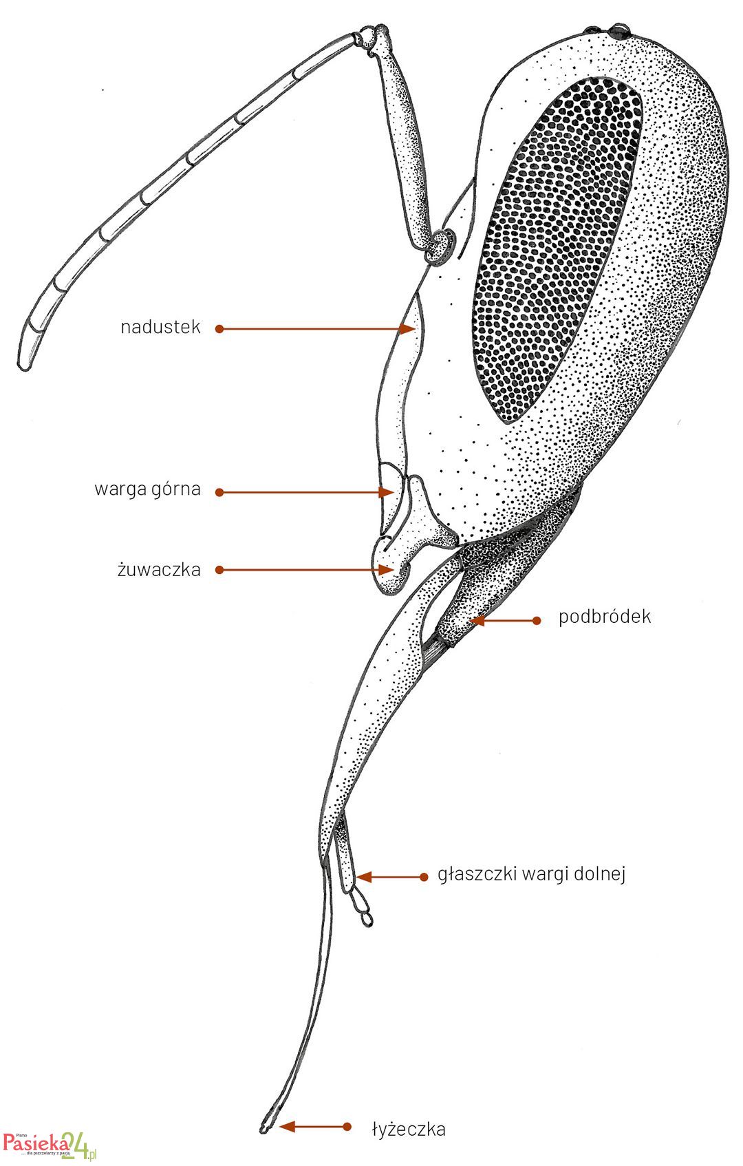 Anatomia pszczoły