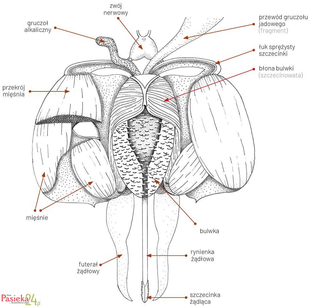 Anatomia pszczoły
