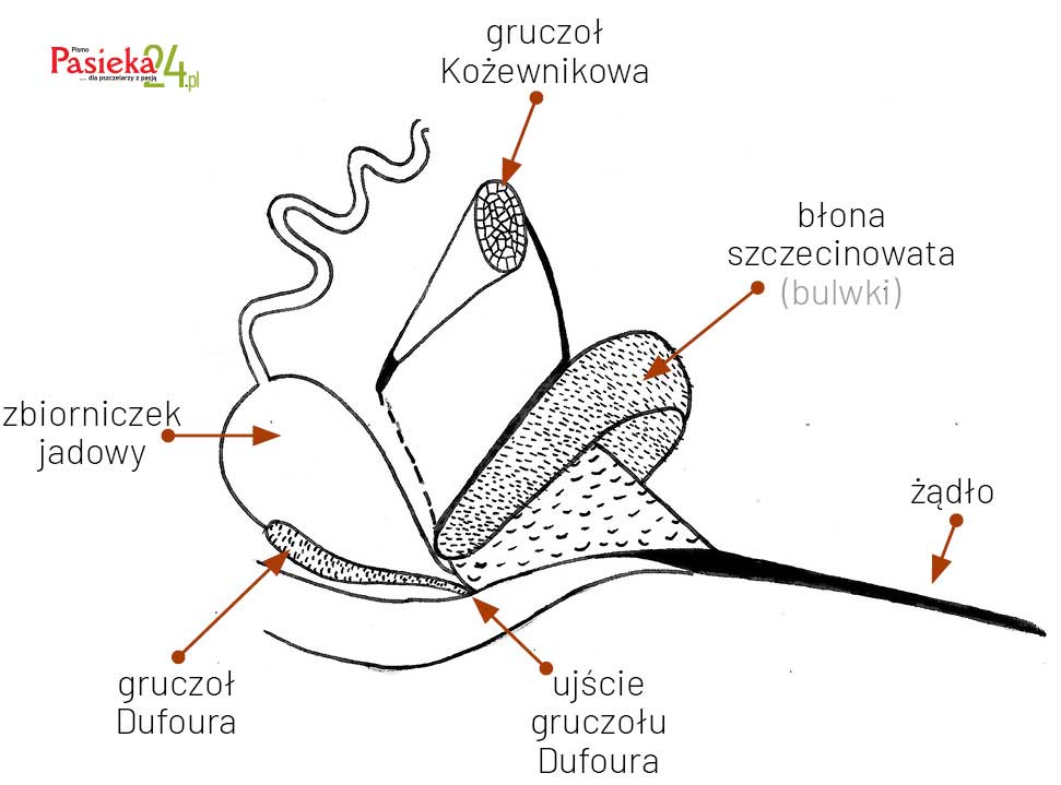 Anatomia pszczoły