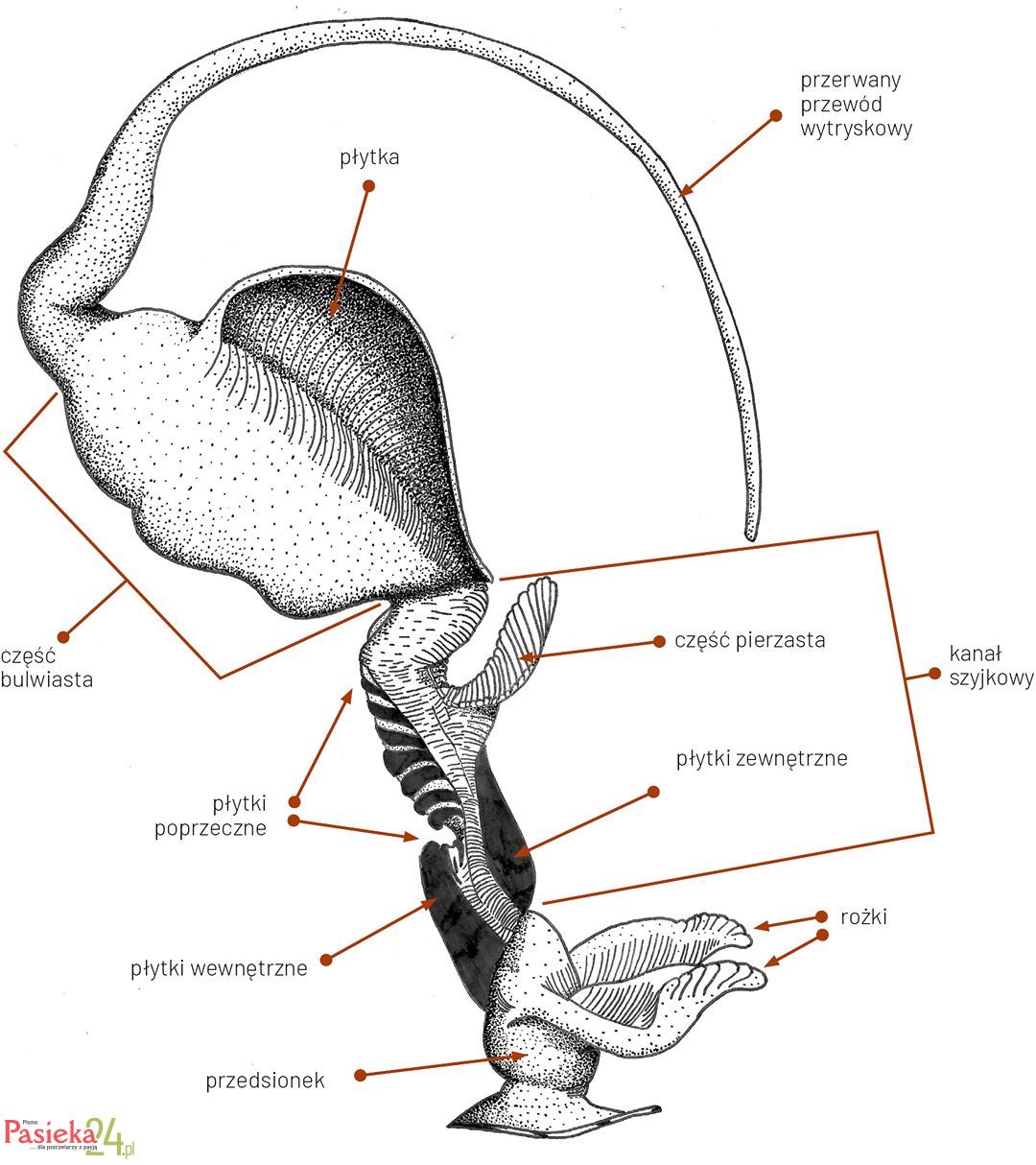 Anatomia pszczoły