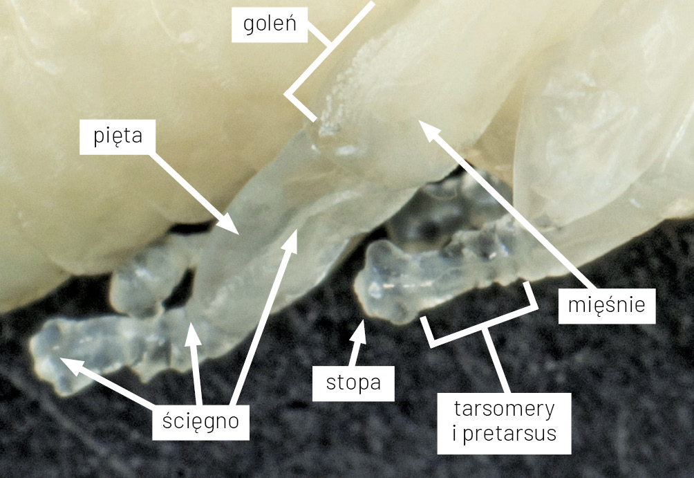Anatomia pszczoły