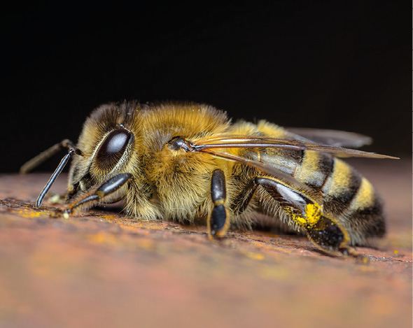 Anatomia pszczoły
