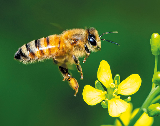 Image of bee or honeybee on flower collects nectar. Golden honeybee on flower pollen with space blur background for text. Insect. Animal.