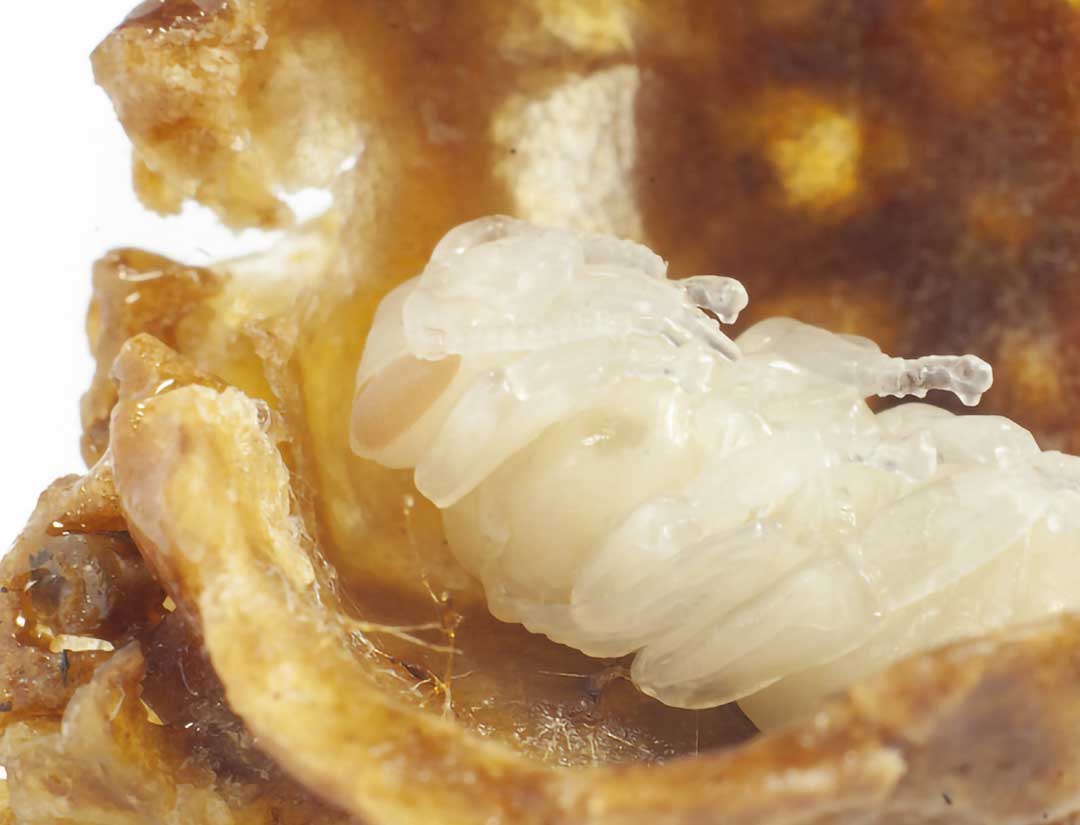 Rozdział XI. Układ endokrynowy