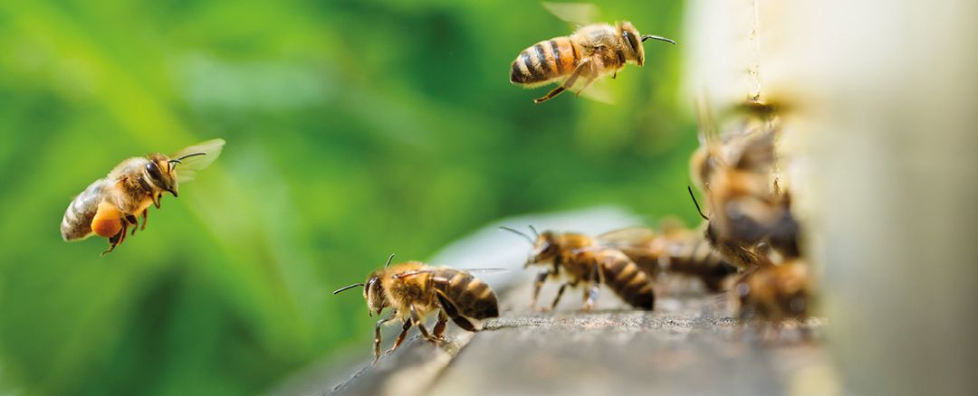 Macro slow motion video of working bees on a honeycomb. Beekeeping and honey production image