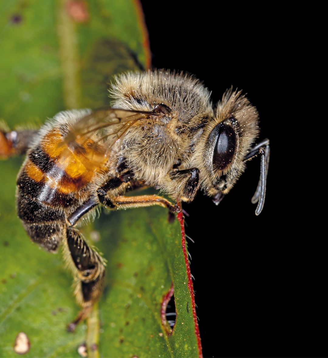 Rozdział XII. Układ oddechowy