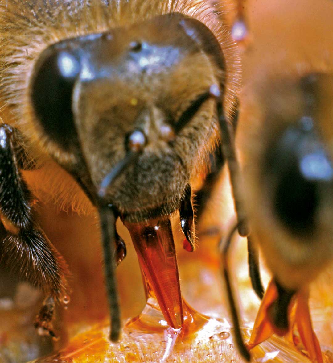 Rozdział XIII. Aparat gębowy
