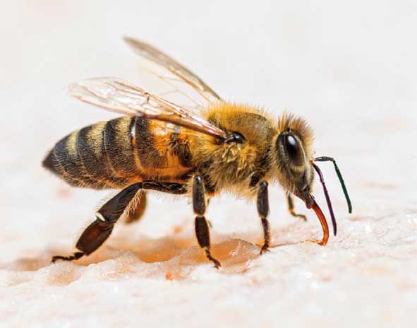 Anatomia pszczoły