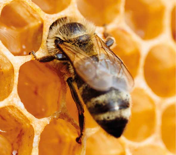 Anatomia pszczoły