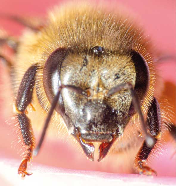 Anatomia pszczoły