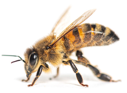 Anatomia pszczoły