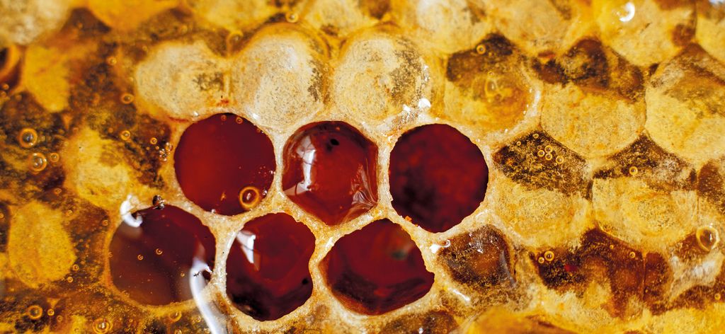 Nic dwa razy się nie zdarza… błędy w oznakowaniu odmiany miodu