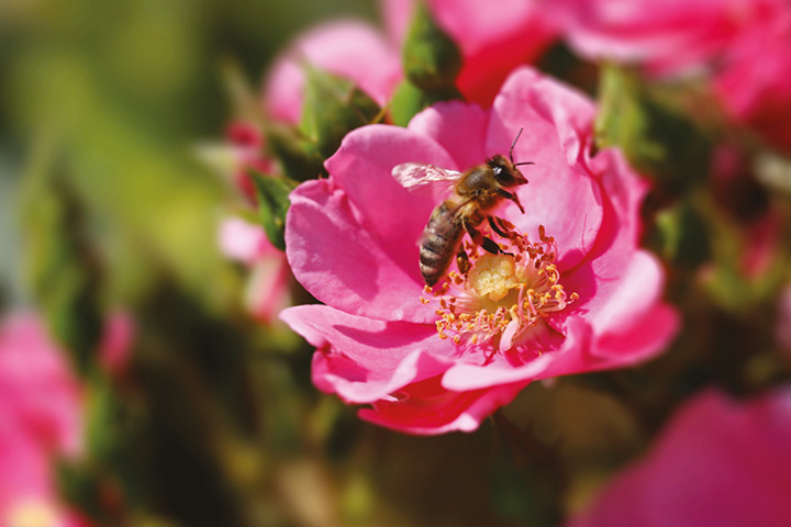 Umiejscowienie uli według nauki
