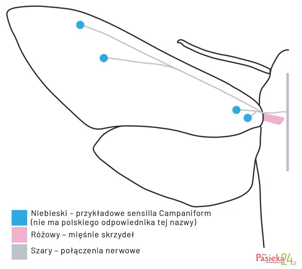 Przykładowe sensilla Campaniform, mięśnie skrzydeł, połączenia nerwowe