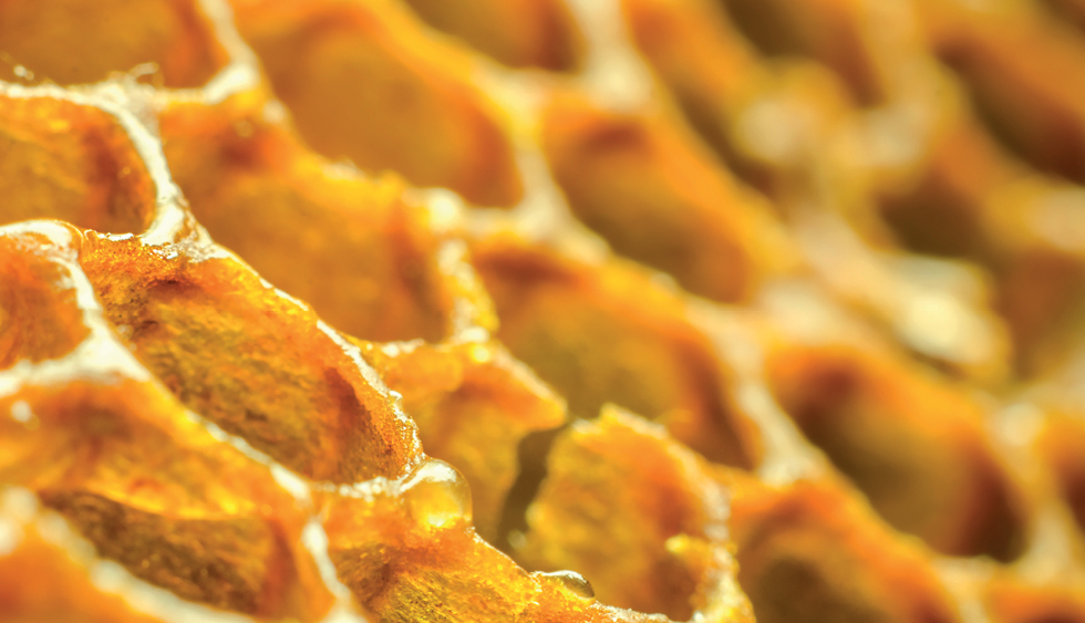 Cechy organoleptyczne i właściwości fizykochemiczne wosku pszczelego