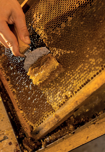 Działanie lecznicze wosku pszczelego