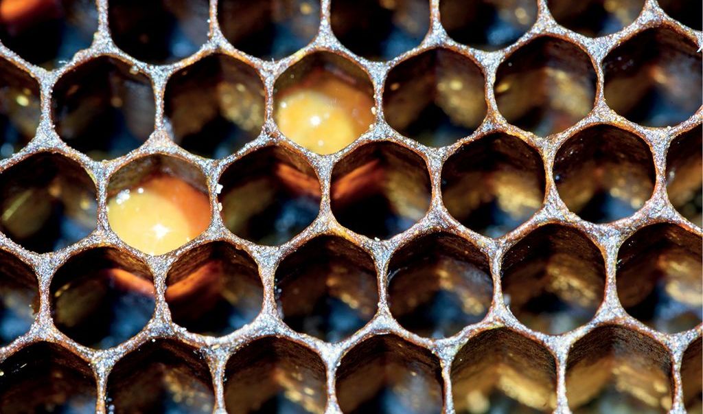 Działanie lecznicze zespołu alkoholi tłuszczowych