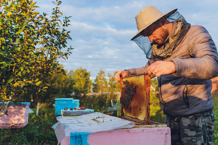 Specjalizacja czy dywersyfikacja działalności pszczelarskiej – zalety i wady
