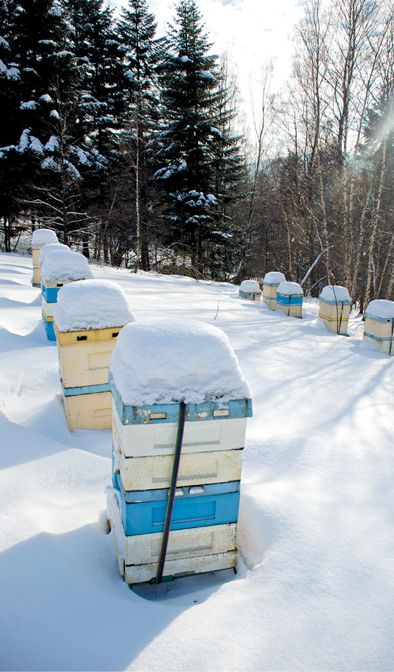 Część teoretyczna - 5.2. Biologiczne uzasadnienie przerywania wychowu czerwiu