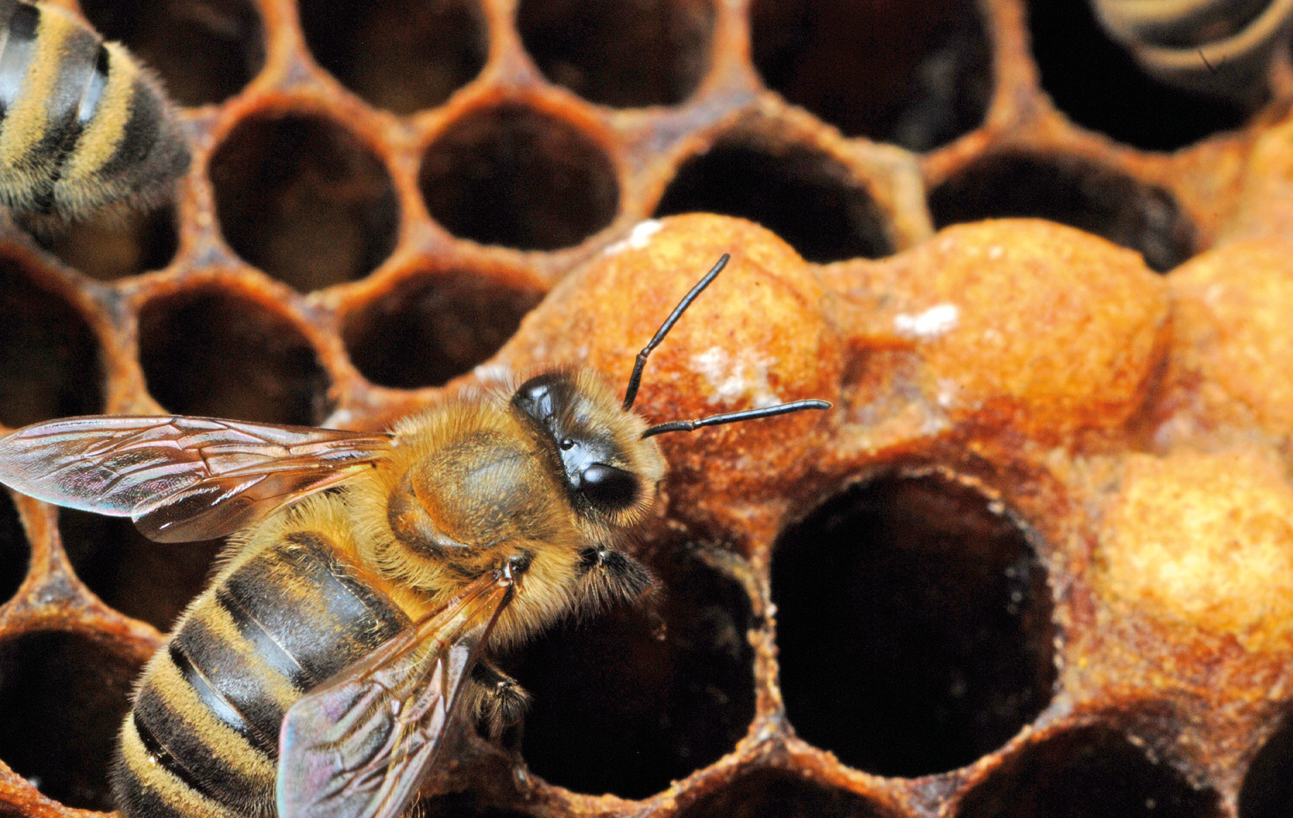 Część teoretyczna - 5.1.Główne korzyści z przerywania wychowu czerwiu