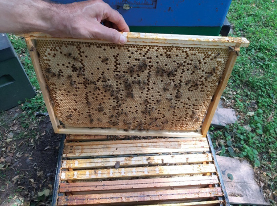 Część praktyczna - 6.3. Izolacja na plastrze - czerwiowa