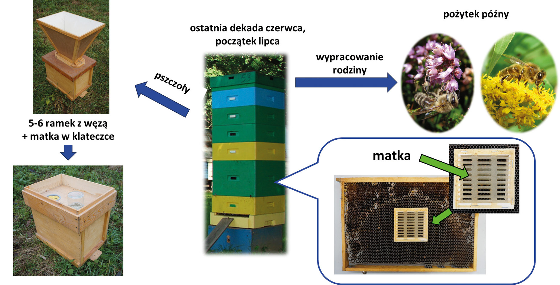 Część praktyczna - 10. Inne metody biotechniczne (Rotacyjna gospodarka pasieczna, Usuwanie czerwiu)