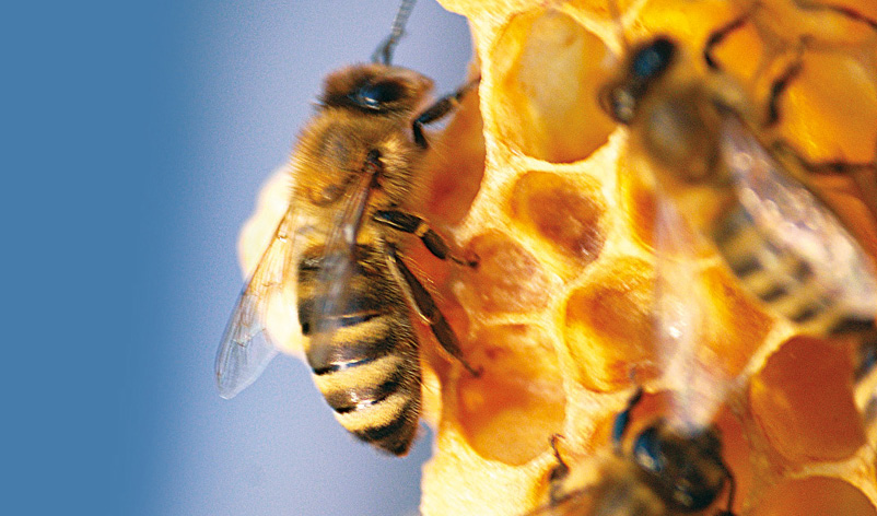 Część praktyczna - 6.1. Terminy przerwania wychowu czerwiu oraz zabiegi z nim związane