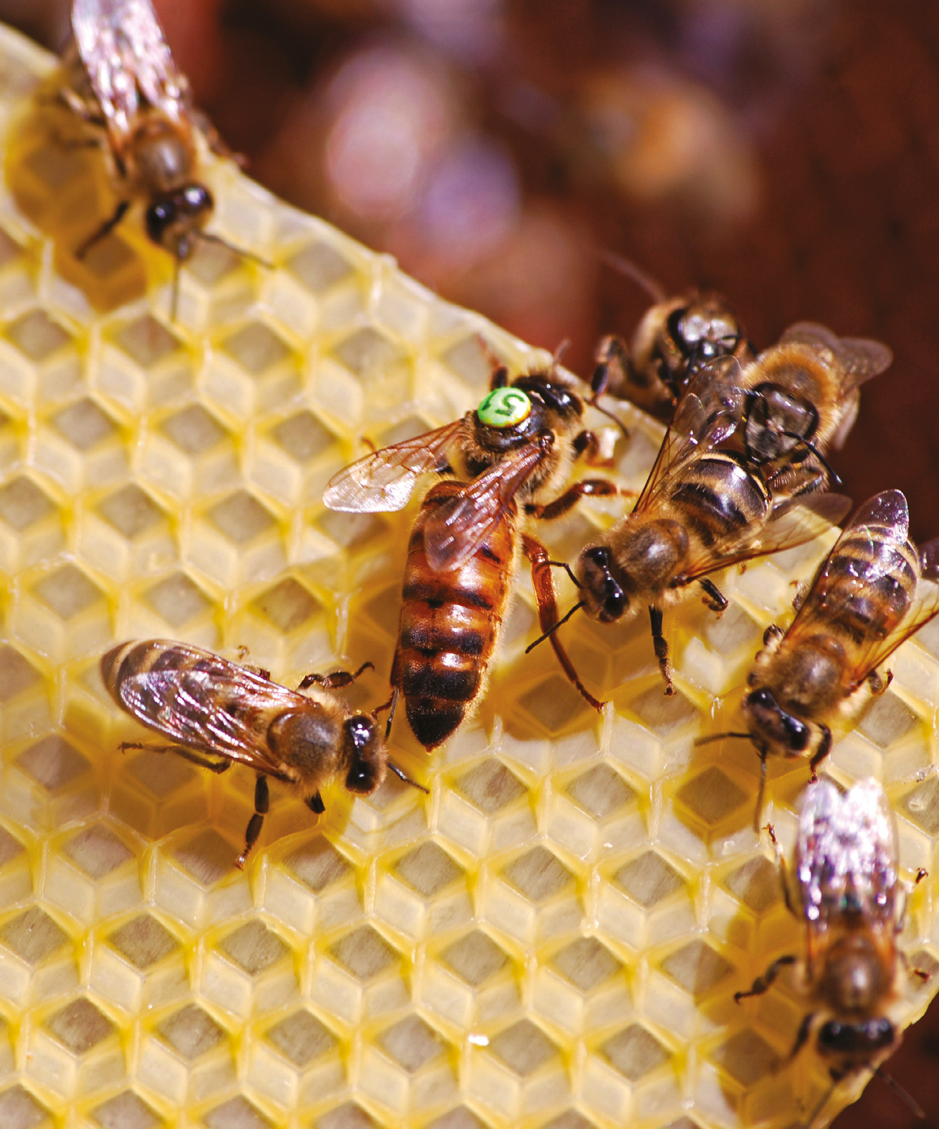 Część teoretyczna - 5.Zasadność przerywania wychowu czerwiu