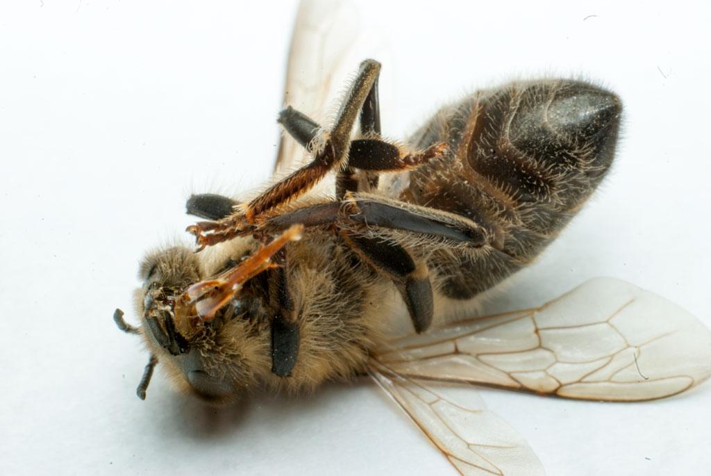 Część teoretyczna - 2. Konieczna zmiana strategii zwalczania pasożyta