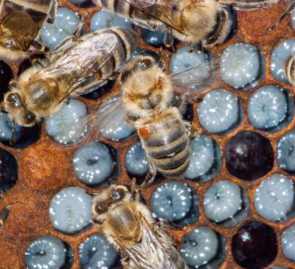Część teoretyczna - 5.3. Możliwości metod biotechnicznych w walce z warrozą