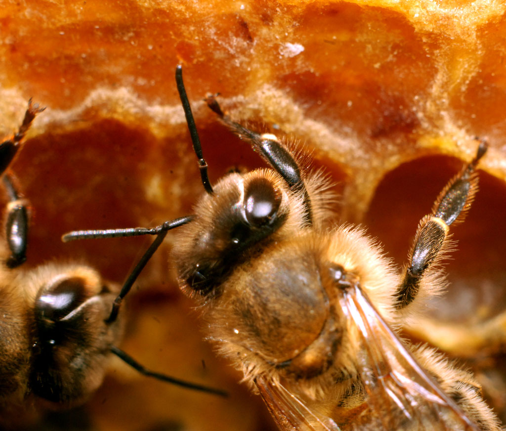 Część teoretyczna - 5.4. Pracochłonność przerywania wychowu czerwiu
