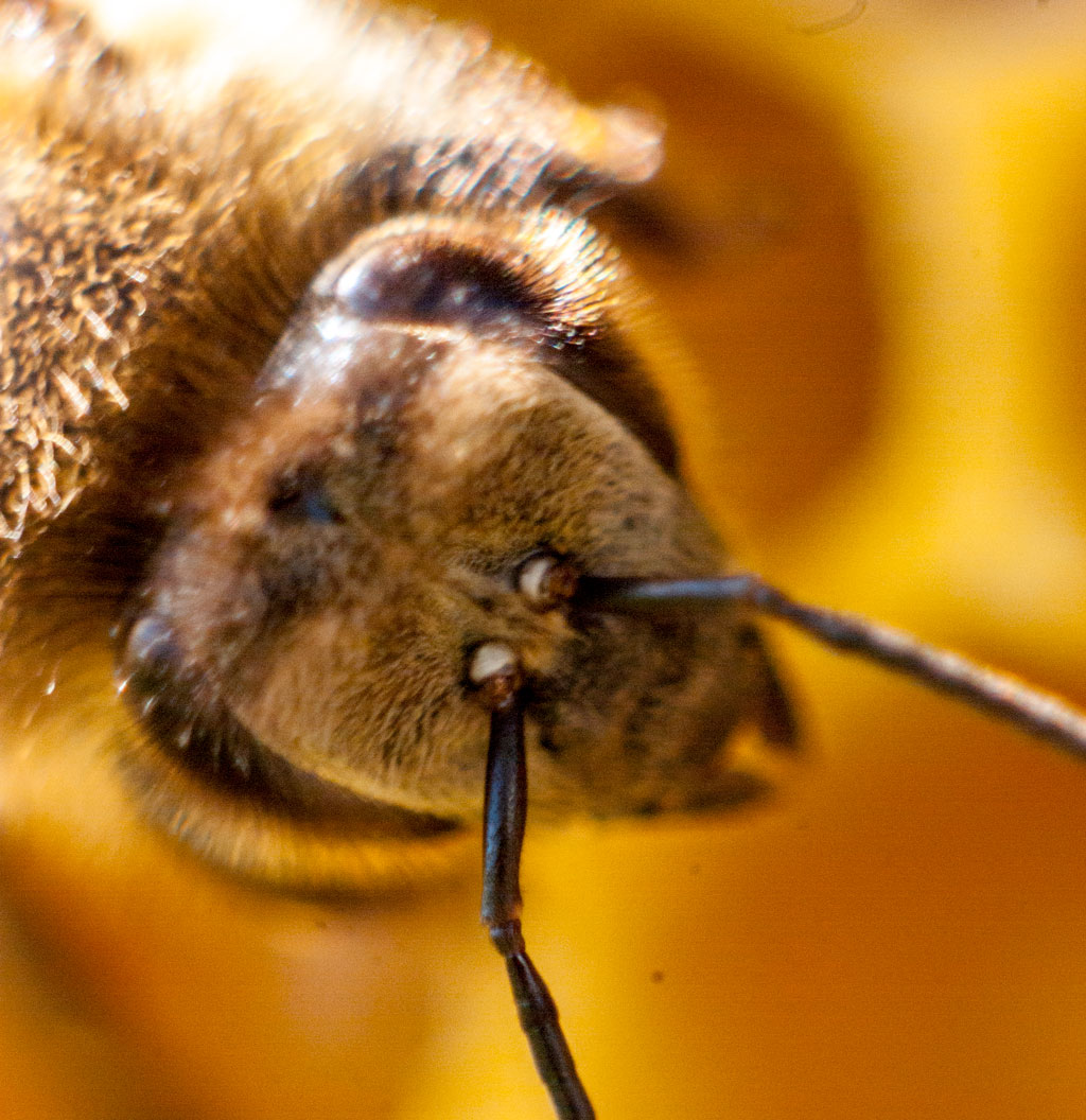 Część praktyczna - 6. Metody izolacji matek