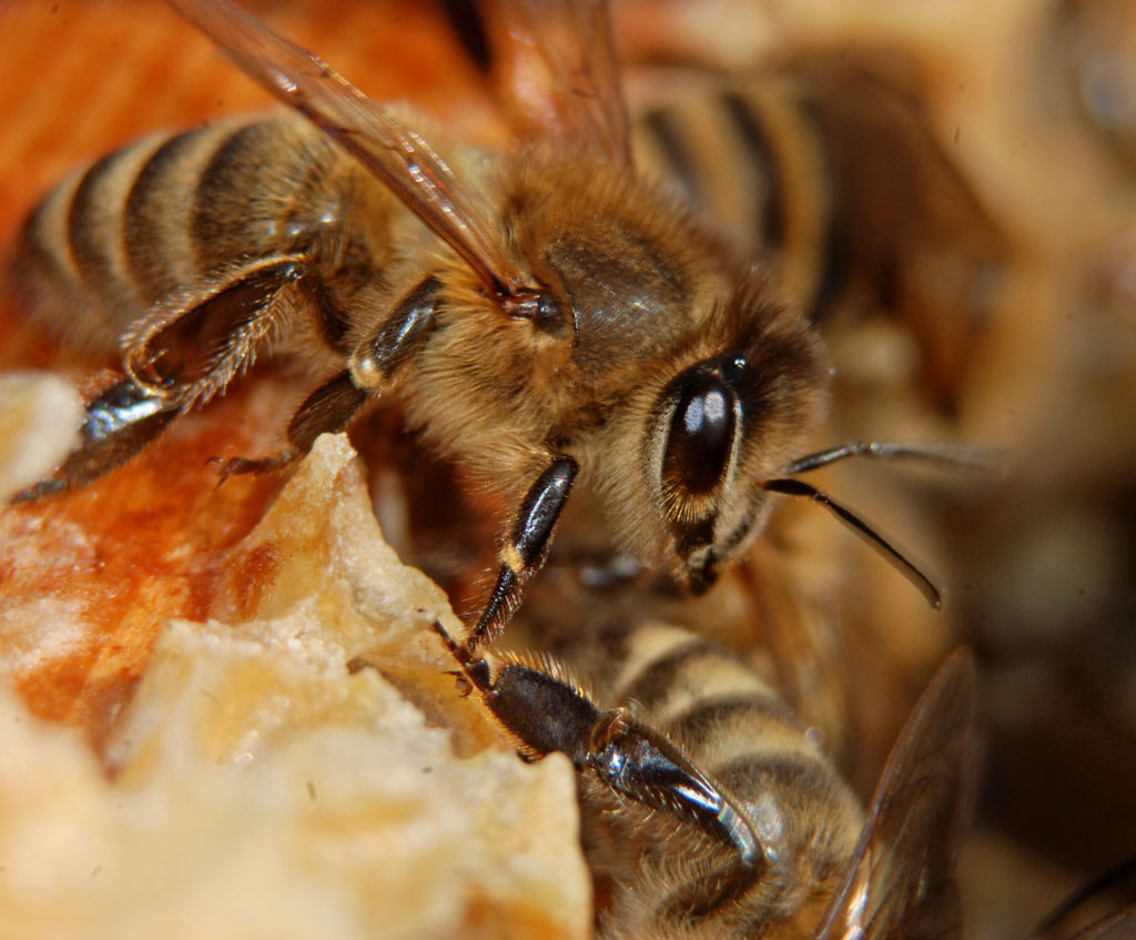 Część praktyczna - 9. Letnie przerywanie wychowu czerwiu bez izolacji, oparte na wymianie matki