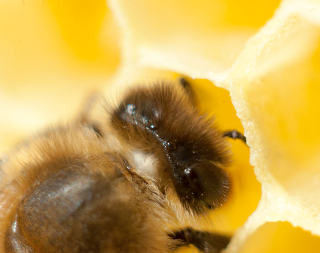 Część praktyczna - 7. Wady i zalety głównych metod izolacji matek