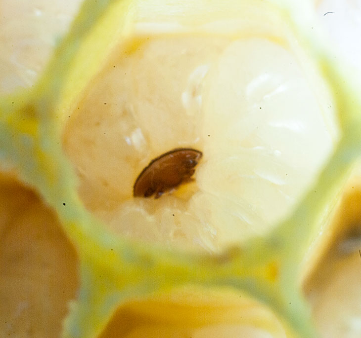 Część teoretyczna - 5.5. Metody biotechniczne a hodowla pszczół opornych na warrozę