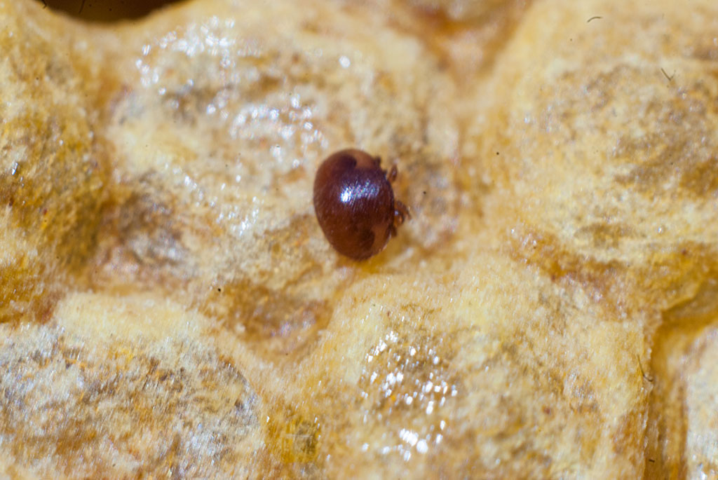 Część praktyczna - 12. Ocena stopnia porażenia rodzin