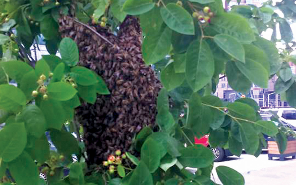 Pasieka nr 1 (odklad_01.jpg)