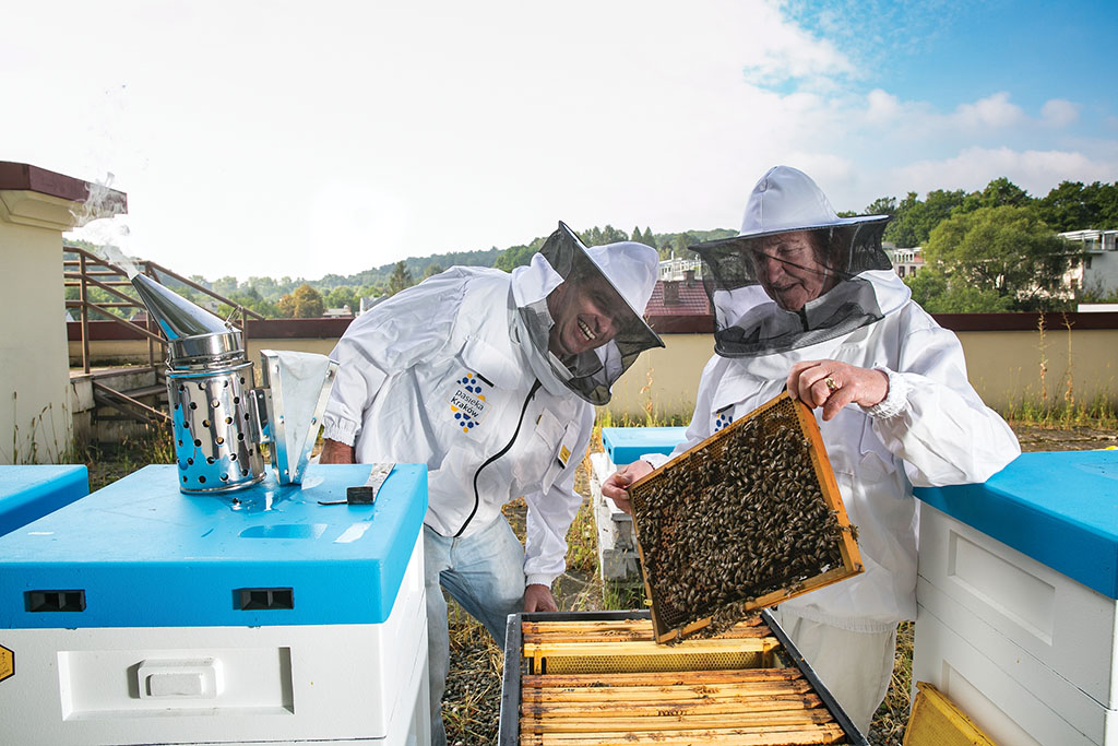 Kraków – dobre miejsce dla pszczół?