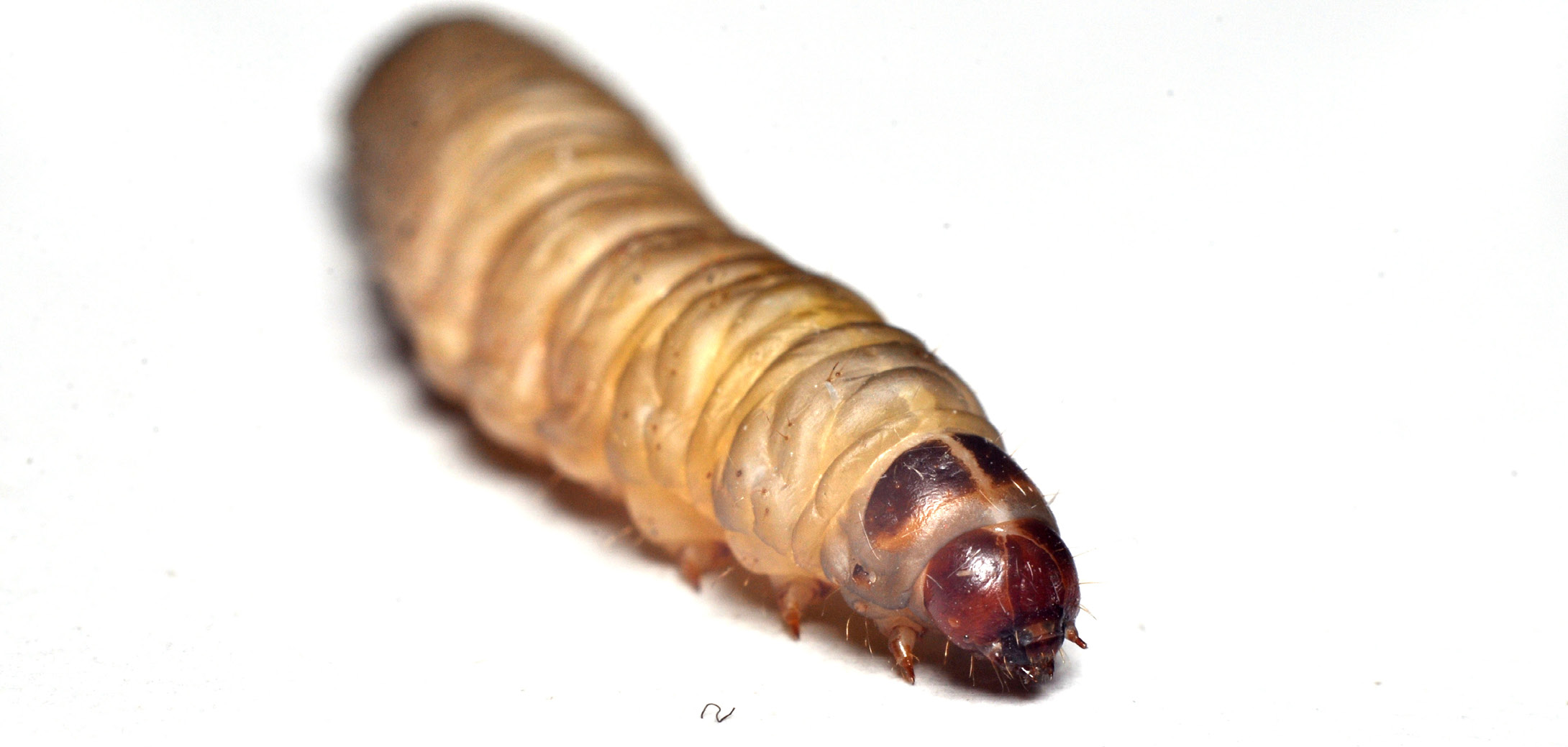 Motylica – zagrożenie w każdej pasiece